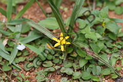 Curculigo orchioides